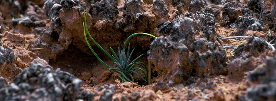 a tiny plant grows out of black and brown, knobby soil a tiny plant grows out of black and brown, knobby soil