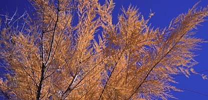Tamarisk (Tamarix chinensis) turns brilliant orange in the fall