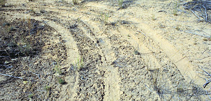 photo: Vehicle tracks damage soil crusts photo: Vehicle tracks damage soil crusts