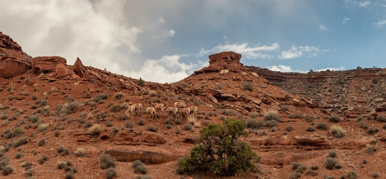 Herd of bighorn sheep on a short canyon wall