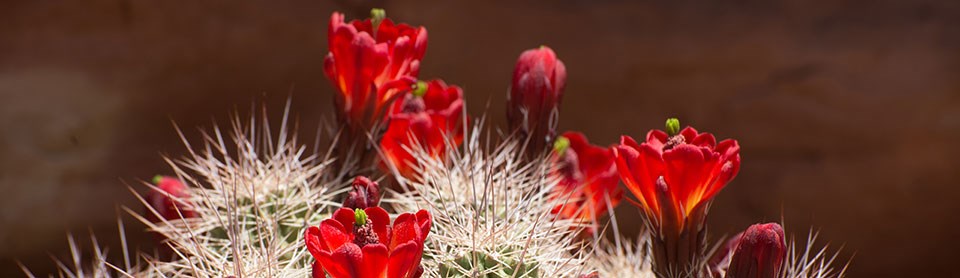 a cactus with red flowers