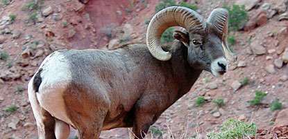 Bighorn Sheep Bighorn Sheep