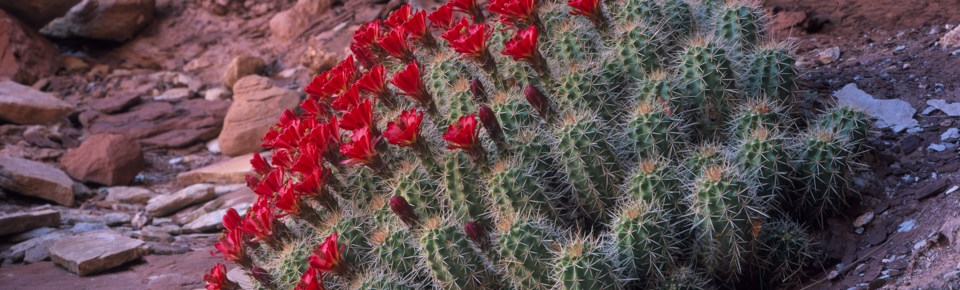 cactus with red flowers cactus with red flowers