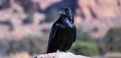 Common Raven Common Raven