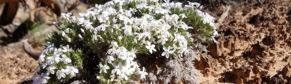 many small white flowers growing together low to the ground