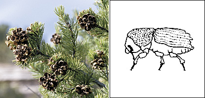 photo of a pinyon pine and an illustration of an engraver beetle photo of a pinyon pine and an illustration of an engraver beetle