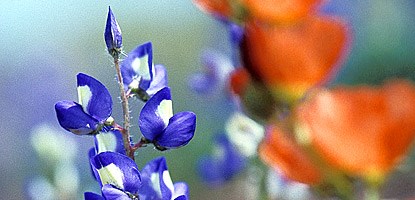photo: Dwarf lupine (Lupinus pusillus) and common globemallow (Sphaeralcea coccinea) photo: Dwarf lupine (Lupinus pusillus) and common globemallow (Sphaeralcea coccinea)