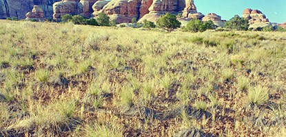 photo: Native bunch grasses in the Needles District photo: Native bunch grasses in the Needles District
