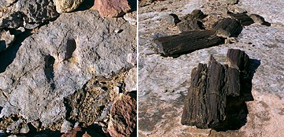 photo: Evidence of a lake environment: pieces of petrified wood (above right and a dinosaur track (left) provide more evidence that at one time Horseshoe Canyon was lakefront property.