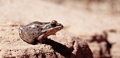 Leopard Frog