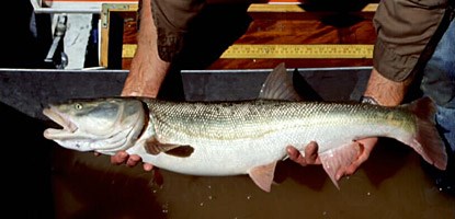 Colorado pikeminnow