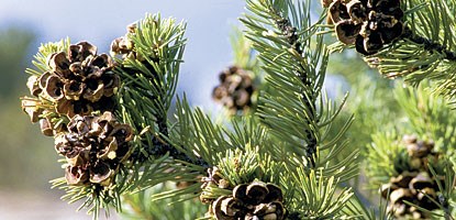 photo: pinyon pine photo: pinyon pine
