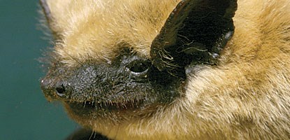 photo: Western Pipistrelle (Pipistrellus hesperus), the most abundant bat in Canyonlands photo: Western Pipistrelle (Pipistrellus hesperus), the most abundant bat in Canyonlands