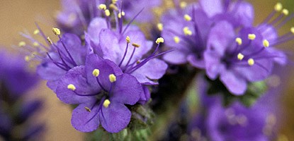 Bunches of bright purple flowers with five petals and yellows centers on a green stalk.