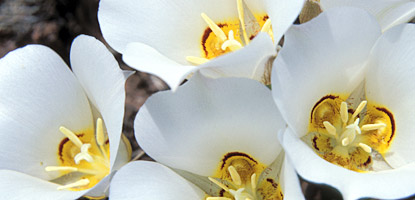 Sego Lily Sego Lily