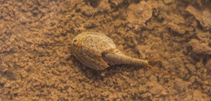 Tadpole Shrimp a small tadpole-shaped shrimp