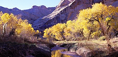 photo: Horseshoe Canyon tamarisk control area photo: Horseshoe Canyon tamarisk control area