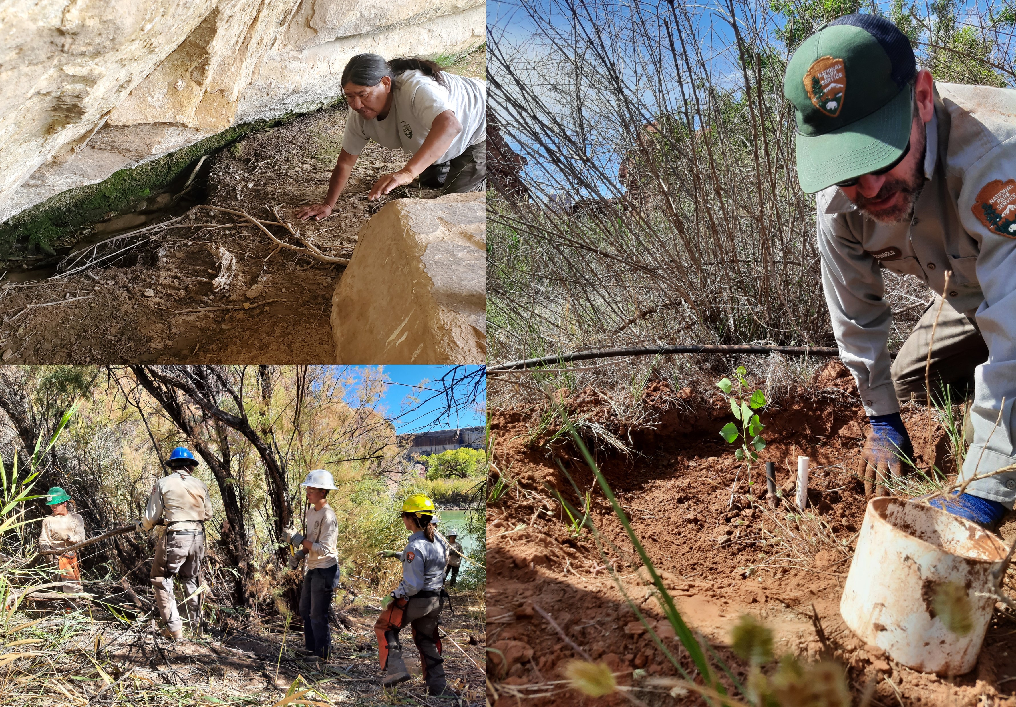 three images: a man observes a natural spring, four people in hardhats remove a shrub, a man plans a seedling near a river