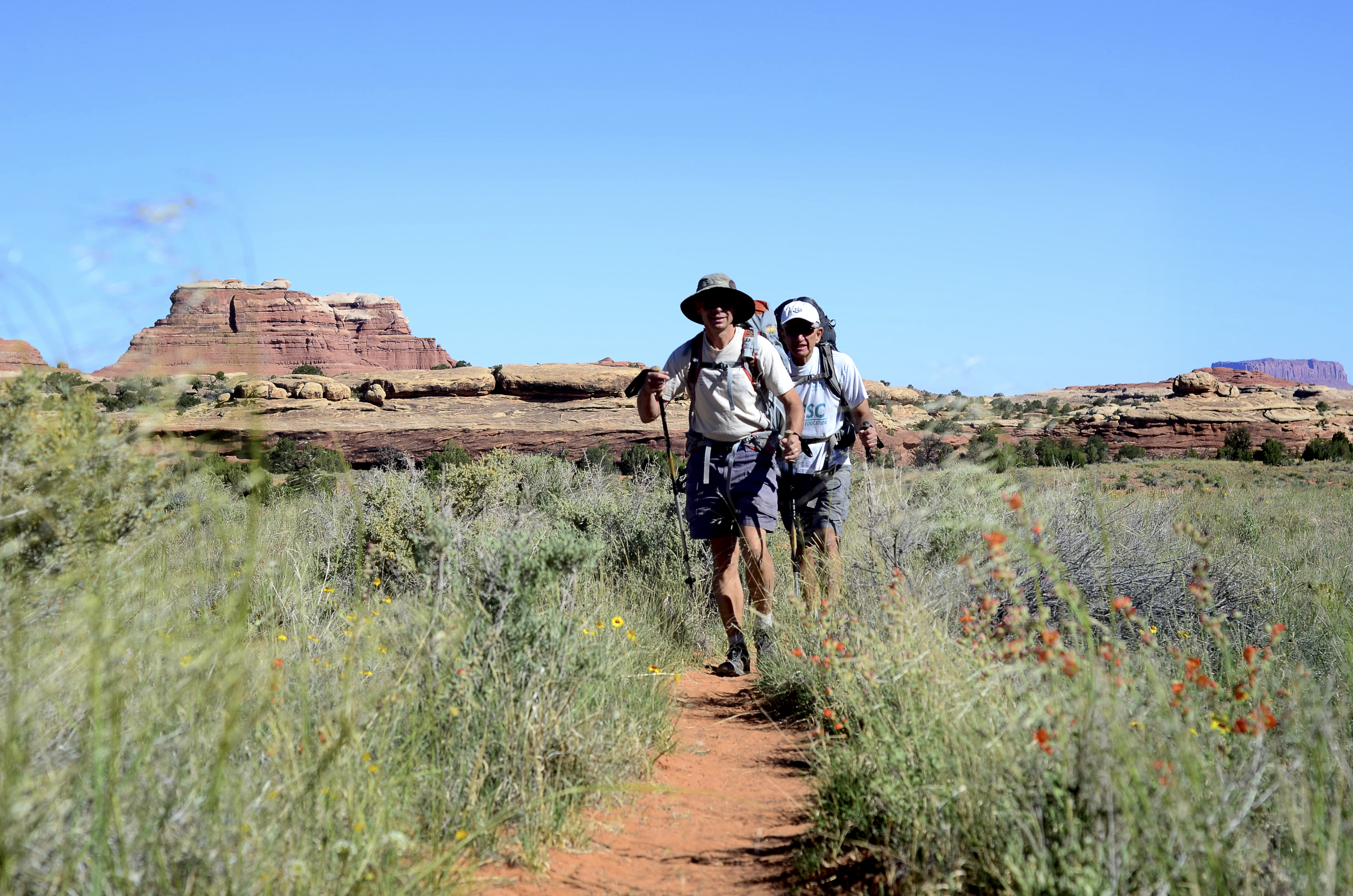 Two backpackers walk on a trail through wildflowers in the Needles. Sandstone formations are visible in the background.