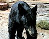 Wildlife Camera