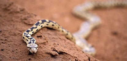 photo: Gopher Snake