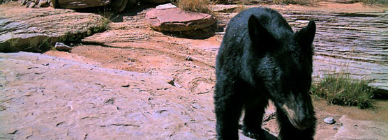 Black Bear