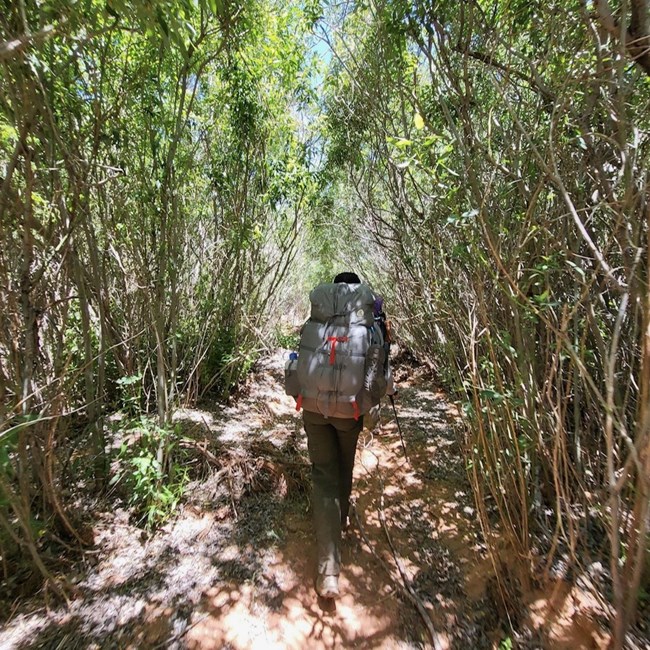 Backpacker with grey pack walking through dense vegetation