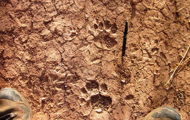 Bear prints with a pen for scale