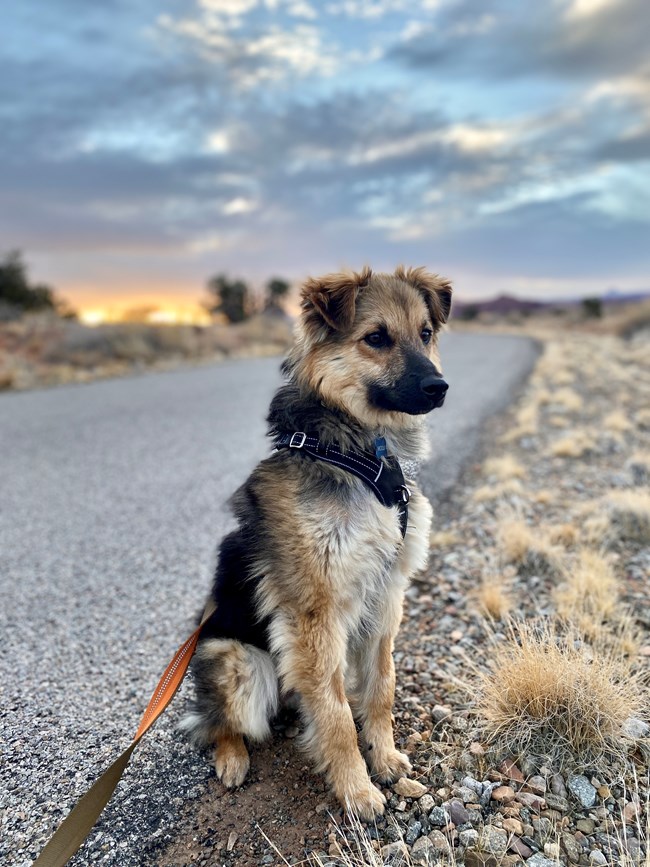 A leashed brown and black dog sits along the roadside in Canyonlands