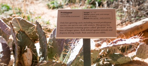 A trail sign labeled pricklypear with cactus in the background