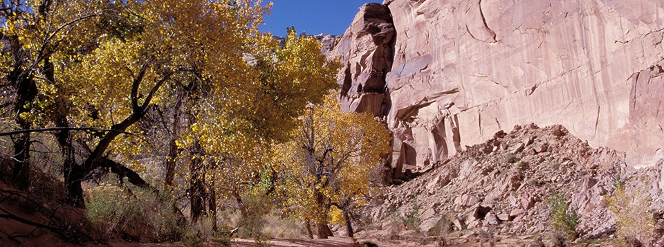 a tree with yellow leaves is dwarfed by a high cliff wall