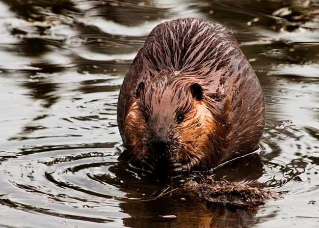 A large brown rodent with wet fur sitting in shallow water holding plant matter to its mouth.