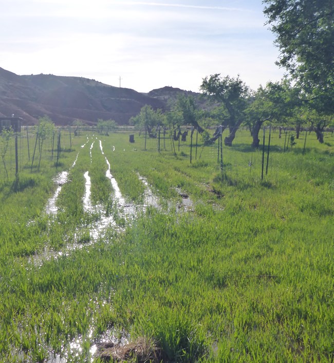 Long furrows filled with water shining in the sun, running between trees and grass.