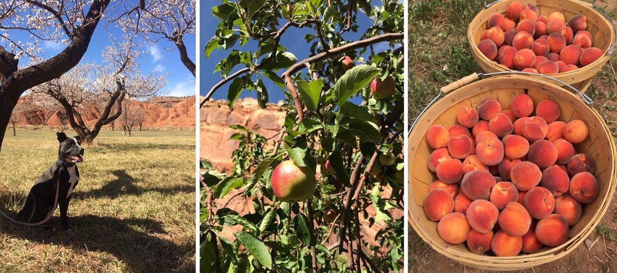 Orchards Capitol Reef National Park U S National Park Service Orchards Capitol Reef National Park U S National Park Service