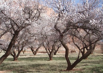 Orchard Orchard