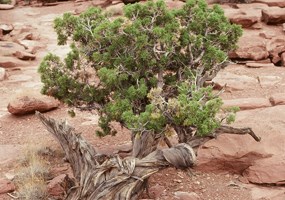 Utah Juniper Utah Juniper