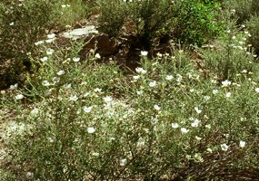 Apache Plume Apache Plume