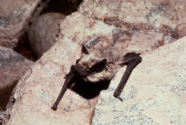 A canyon bat perched on rocks