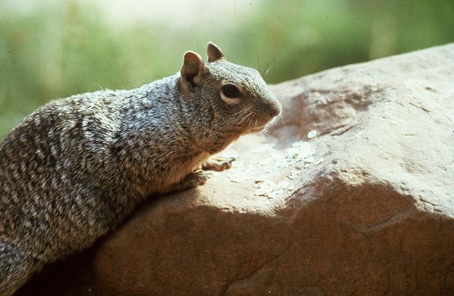 A rock squirrel on a rock