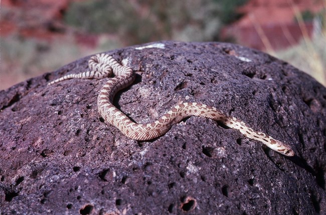 Cream colored snake stretched out on a large black boulder with brown blotches evenly spaced down its back and smaller brown blotches on its sides.