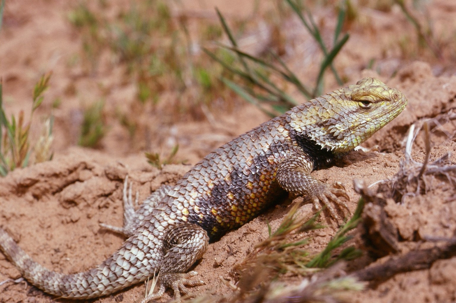 Reptiles Capitol Reef National Park Us National Park Service