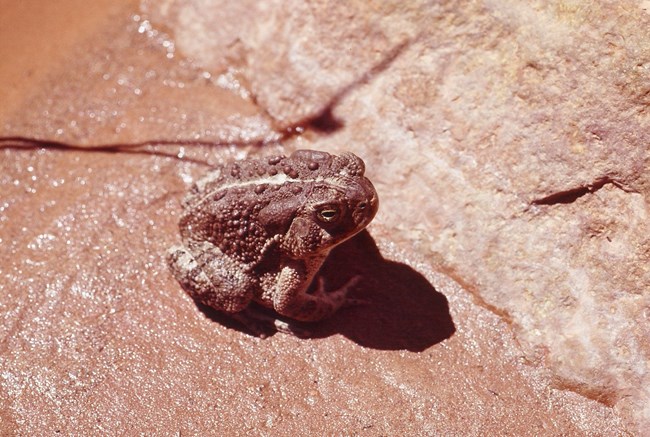 A brown warty toad with a white vertical stripe across the middle of its back sits on wet, similarly colored sandstone.
