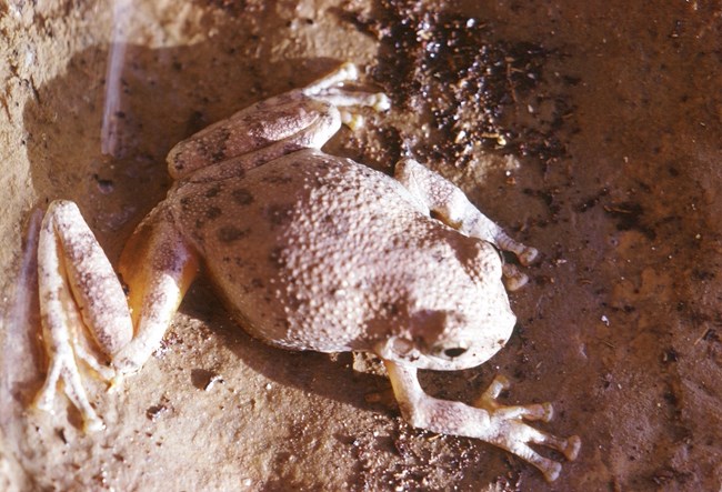 A frog with beige skin with light brown blotches and large toe pads lays in wet similarly-colored sand