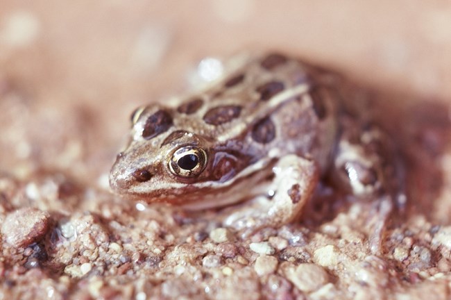 A frog with light brown skin with large round dark brown spots sits on wet sand