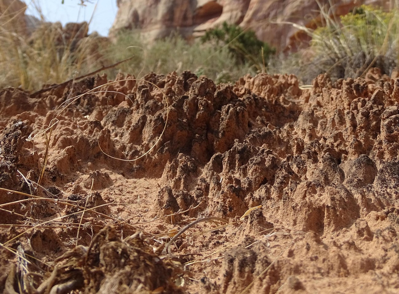 black crusty soil that sticks up an inch or so from the hillside, with blue sky and red cliffs in the background