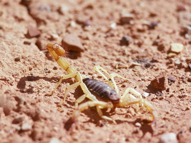 Scorpion with black body and tan legs and tail on reddish sand