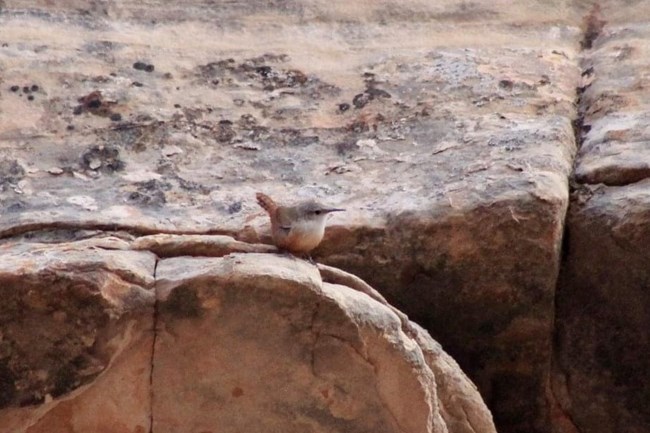 small buffy and brown bird sits on a rock with its tail up as it looks to the left