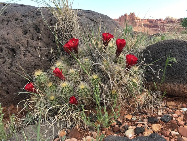 Green tubular cactus with dark red flowers on it, in front of a black boulder, with red cliffs and blue sky in the background.