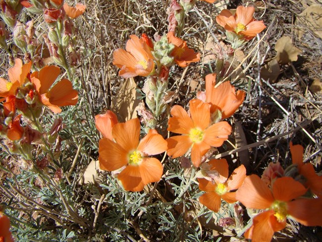 Close up of reddish orange flowers on green leafy stems.