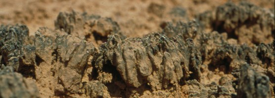 Cryptobiotic Crust Cryptobiotic Crust
